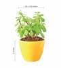 Yellow Ceramic Apple Shape Desk Pot Planter