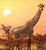 Yellow Giraffes In Sunset Canvas Wall Painting