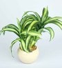 Yellow Green Pvc Refreshing Artificial Bonsai With White Ceramic Pot