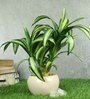 Yellow Green Pvc Refreshing Artificial Bonsai With White Ceramic Pot