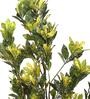 Yellow Polyester Artificial Croton Plant Without Pot