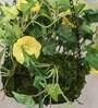 Yellow Polyester Artificial Morning Glory Hanging Creeper Plant with Hanging Metal Stand