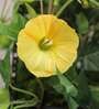 Yellow Polyester Artificial Morning Glory Hanging Creeper Plant with Hanging Metal Stand