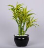 Yellow Artificial Dracaena Bonsai Plant with White Ceramic Pot