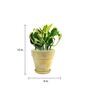Yellow Scindapsus Compacta Small Natural Plant In Ceramic Pot