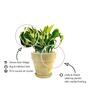 Yellow Scindapsus Compacta Small Natural Plant In Ceramic Pot
