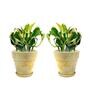 Yellow Scindapsus Compacta Small Natural Plant In Ceramic Pot