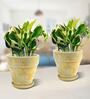Yellow Scindapsus Compacta Small Natural Plant In Ceramic Pot