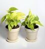 Yellow Scindapsus Gold Medium Natural Plant In Ceramic Pot, Set Of 2