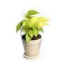 Yellow Scindapsus Gold Medium Natural Plant In Ceramic Pot, Set Of 2