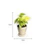 Yellow Scindapsus Gold Medium Natural Plant In Ceramic Pot, Set Of 2