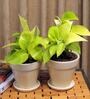 Yellow Scindapsus Gold Medium Natural Plant In Ceramic Pot, Set Of 2