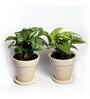 Yellow Scindapsus Green Medium Natural Plant In Ceramic Pot, Set Of 2