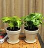 Yellow Scindapsus Green Medium Natural Plant In Ceramic Pot