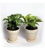 Yellow Scindapsus Green Medium Natural Plant In Ceramic Pot