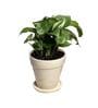 Yellow Scindapsus Green Medium Natural Plant In Ceramic Pot