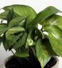 Yellow Scindapsus Green Medium Natural Plant In Ceramic Pot