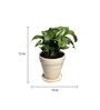 Yellow Scindapsus Green Medium Natural Plant In Ceramic Pot