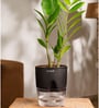 Zamia Green (Zz) Plant With Self Watering Pot- Black