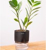 Zamia Green (Zz) Plant With Self Watering Pot- Black