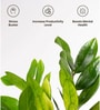 Zamia Green (Zz) Plant With Self Watering Pot- Black