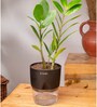 Zamia Green (Zz) Plant With Self Watering Pot- Black