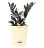 Zamia Zz With Pot Natural Plant