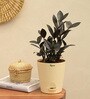 Zamia Zz With Pot Natural Plant