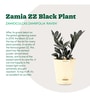 Zamia Zz With Pot Natural Plant