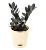 Zamia Zz With Pot Natural Plant