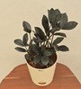 Zamia Zz With Pot Natural Plant