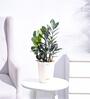 Zamia Zz With Pot Natural Plant