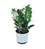 Zamioculcas Zamiifolia- Big Natural Plant In White Self Watering Plastic Pot