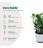 Zamioculcas Zamiifolia- Big Natural Plant In White Self Watering Plastic Pot