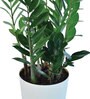 Zamioculcas Zamiifolia- Big Natural Plant In White Self Watering Plastic Pot