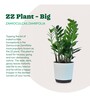 Zamioculcas Zamiifolia- Big Natural Plant In White Self Watering Plastic Pot