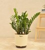 Zamioculcas Zamiifolia- Big Natural Plant In White Self Watering Plastic Pot