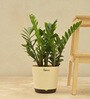 Zamioculcas Zamiifolia- Big Natural Plant In White Self Watering Plastic Pot