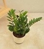 Zamioculcas Zamiifolia- Big Natural Plant In White Self Watering Plastic Pot