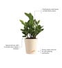 Zamioculcas Zamiifolia With Pot Natural Plant