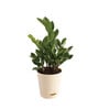 Zamioculcas Zamiifolia With Pot Natural Plant