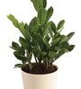 Zamioculcas Zamiifolia With Pot Natural Plant