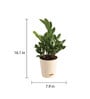 Zamioculcas Zamiifolia With Pot Natural Plant
