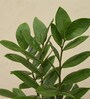 Zamioculcas Zamiifolia With Pot Natural Plant