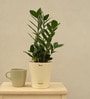 Zamioculcas Zamiifolia With Pot Natural Plant