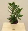 Zamioculcas Zamiifolia With Pot Natural Plant