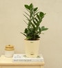 Zamioculcas Zamiifolia With Pot Natural Plant