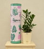 Zamioculcas Zamiifolia With Pot Natural Plant
