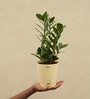 Zamioculcas Zamiifolia With Pot Natural Plant