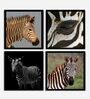 Zebra Black Engineered Wood Framed Wildlife Art Print Set of 4